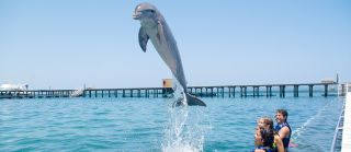 infant swimming punta cana Dolphin Explorer