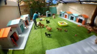lugares adopcion perros punta cana Pet Mansion